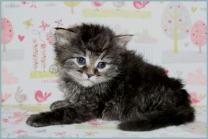 Male Siberian Kitten from Deedlebug Siberians